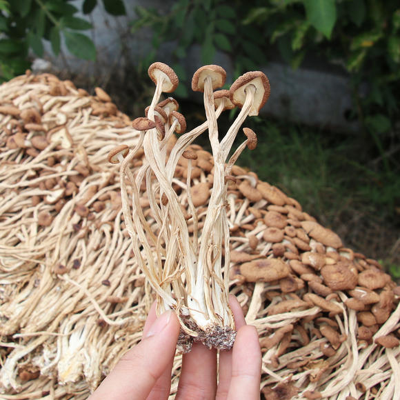 茶树菇(干品)
